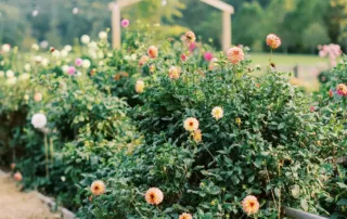 Connor and Eleanor Dahlia Garden