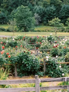 Connor and Eleanor Dhalia Garden Connor and Eleanor Dhalia Garden