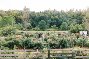 Connor and Eleanor Dhalia Garden
