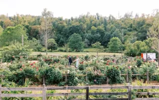 Connor and Eleanor Dhalia Garden